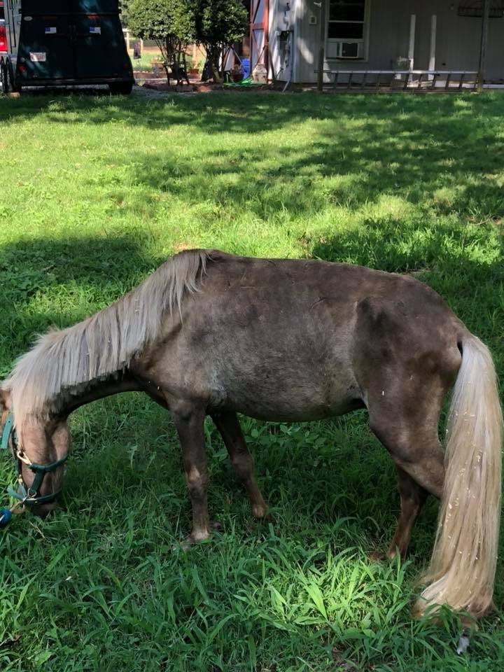Caballo enfermo