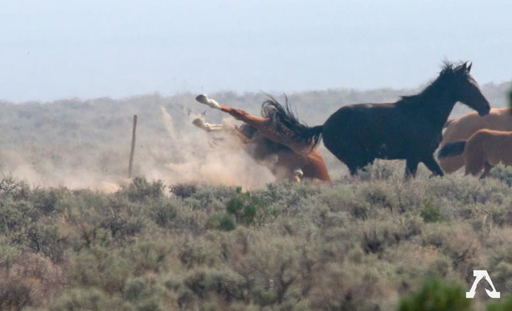 Caballo huyendo