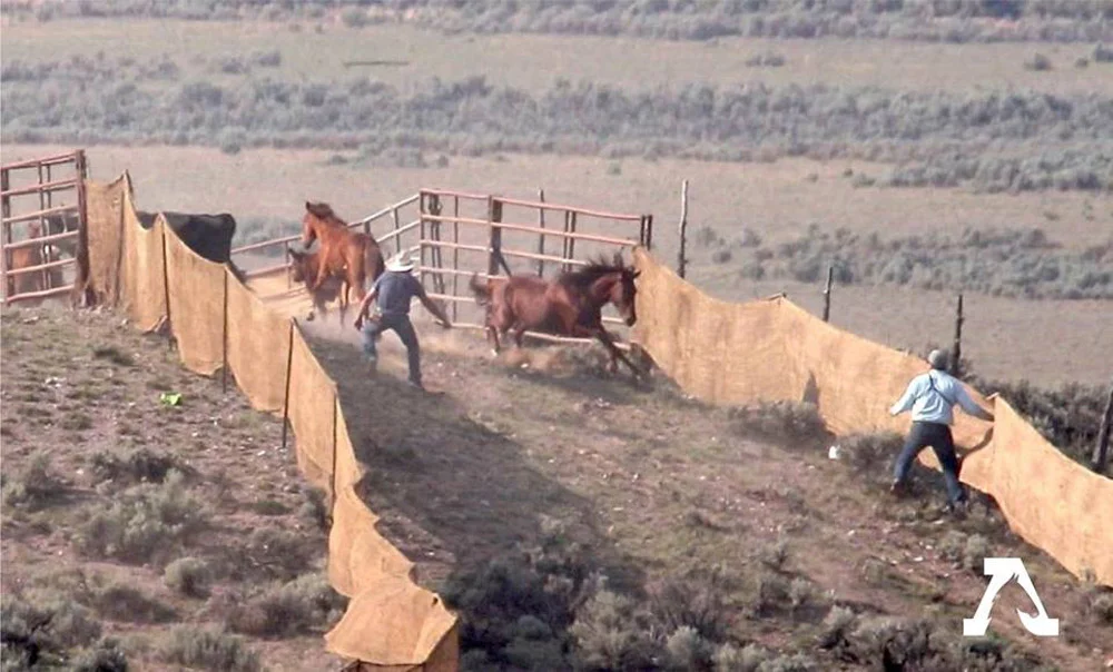 Caballos salvajes Caballos acorralados