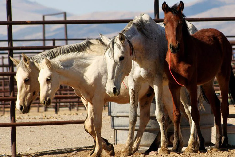 Caballos salvajes Caballos