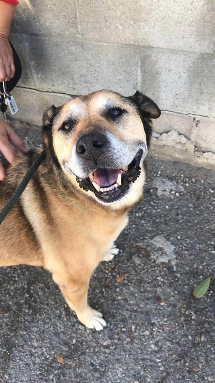 Canela feliz