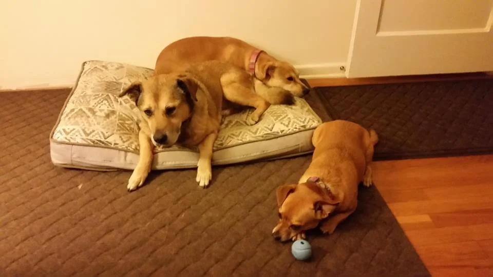 Canela y hermanos