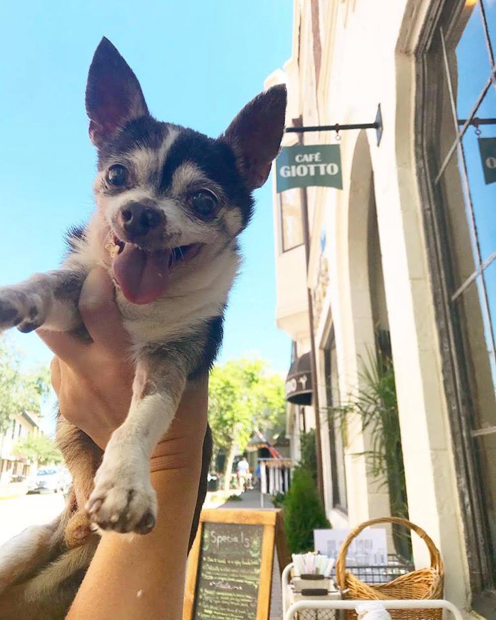 Tito Chihuahua