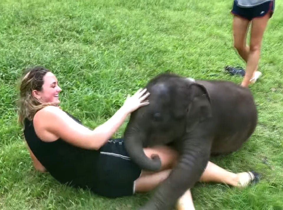 Elefante Suki