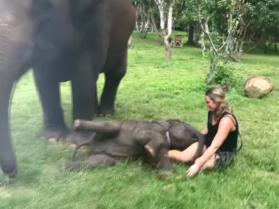 Elefante abraza a turistas