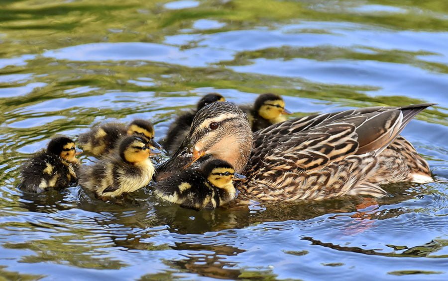 Familia de patos