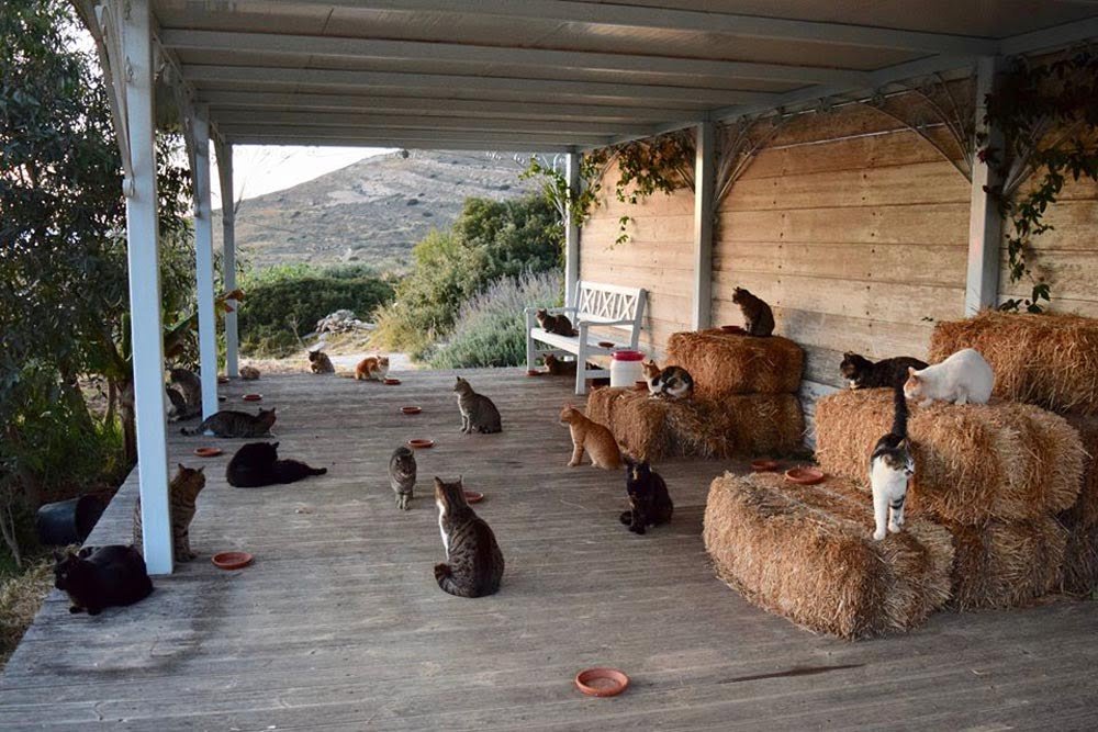 Santaurio Felinos del santuario