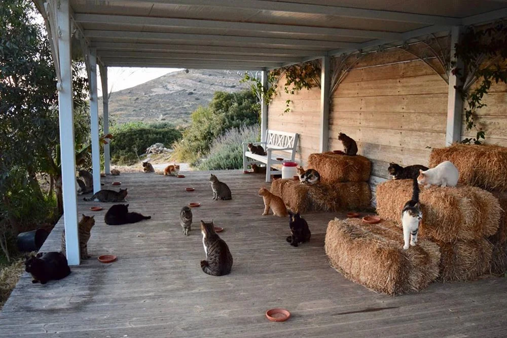 Felinos del santuario