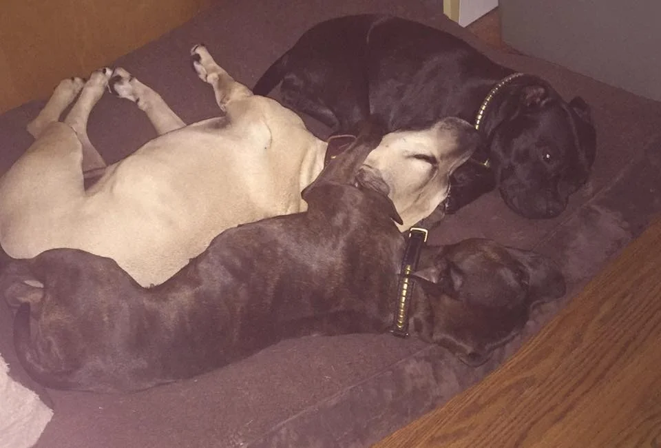 Finn y sus hermanos Finn y sus hermanos