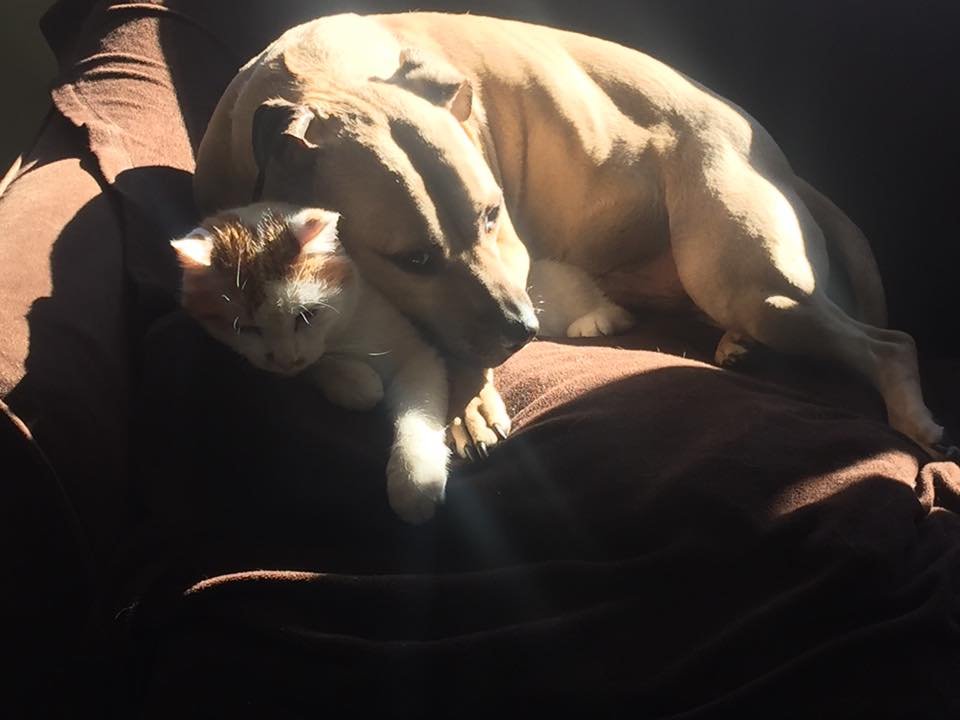 Finn y un gato