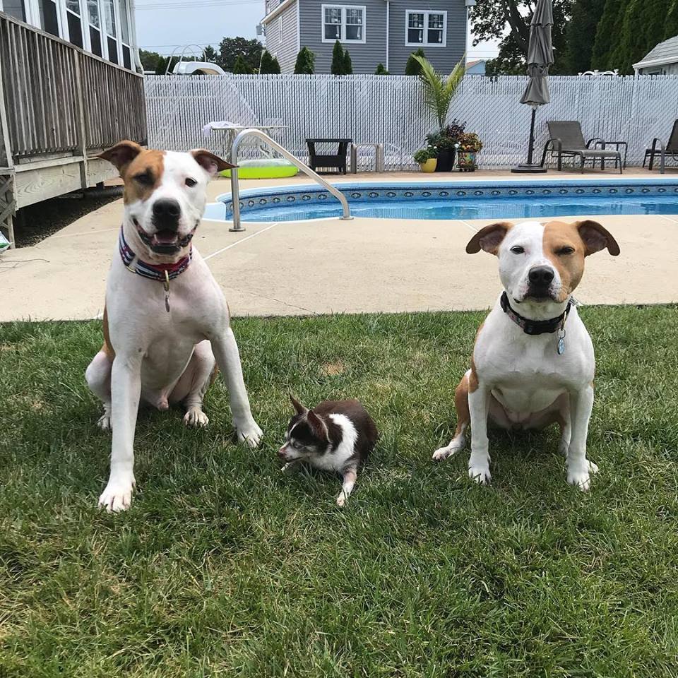 Frank, piper y tito Frank, piper y tito