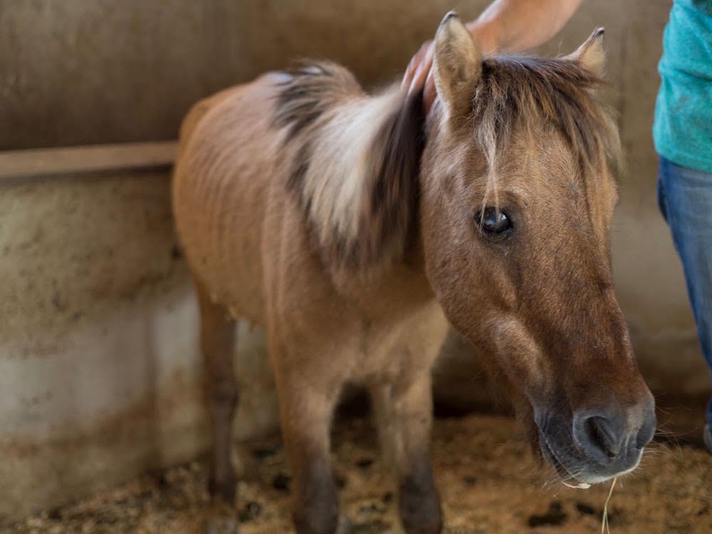 Fudge Fudge poni