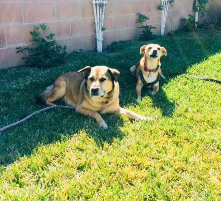 Perrita con amigo