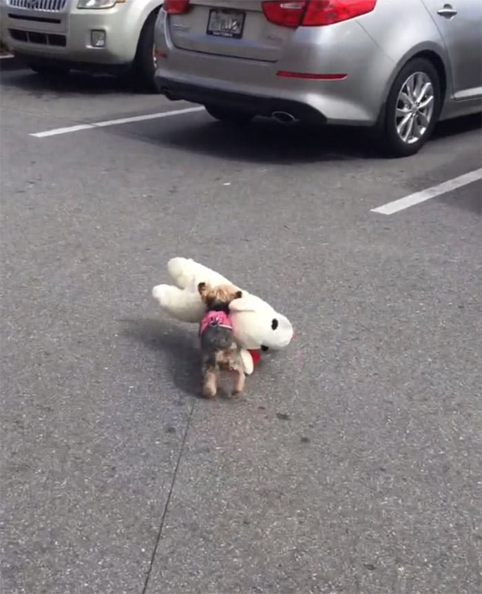 Perrita y su juguete
