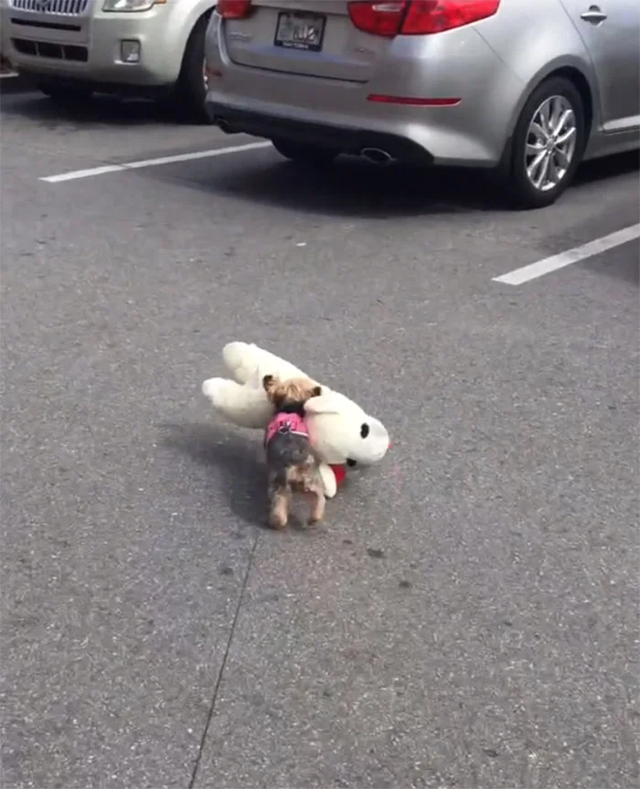 Perrita y su juguete Perrita y su juguete