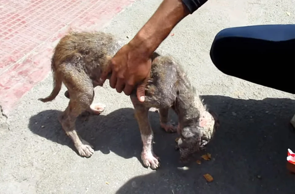 Perrito Jamie es rescatado