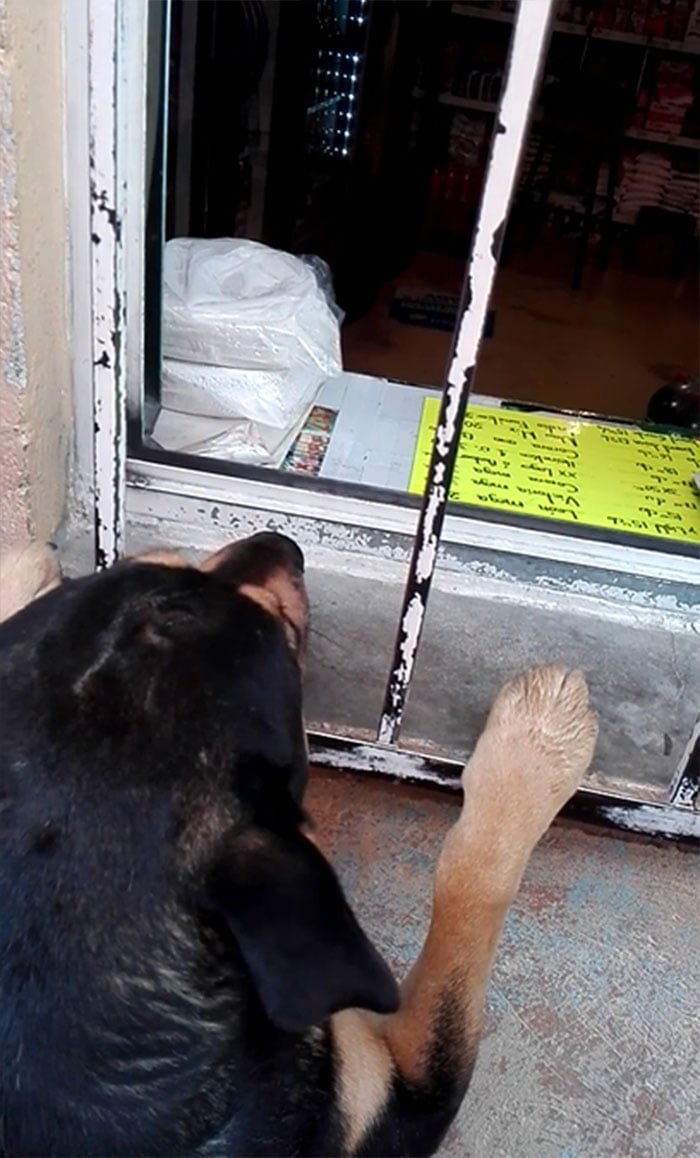 Perrito comprando