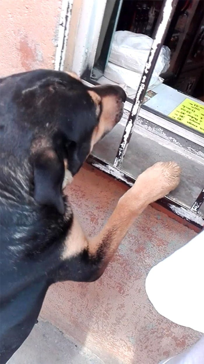 Perrito en la tienda