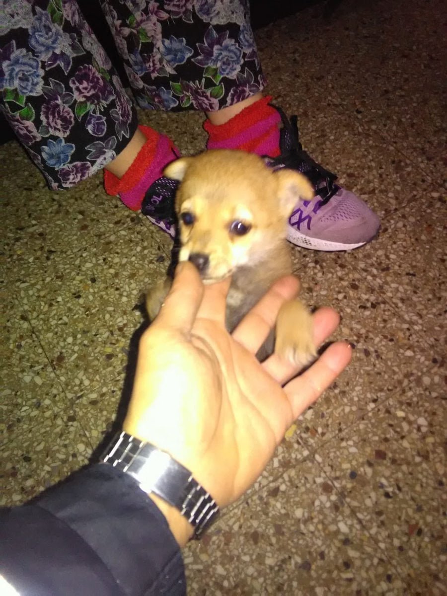 Perrito rescatado