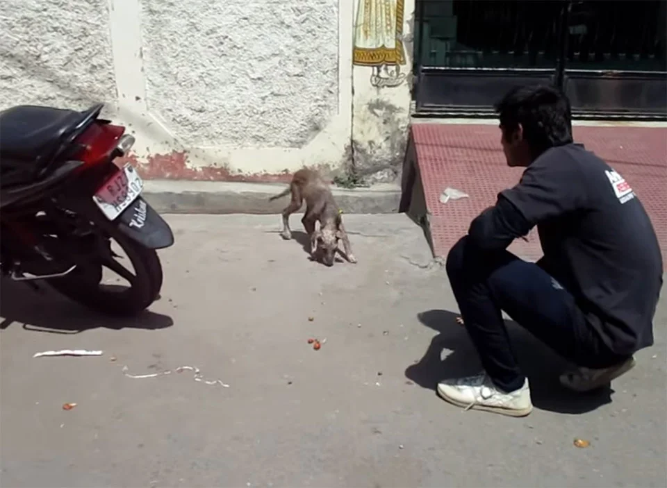 Perrito sin pelo rescatado