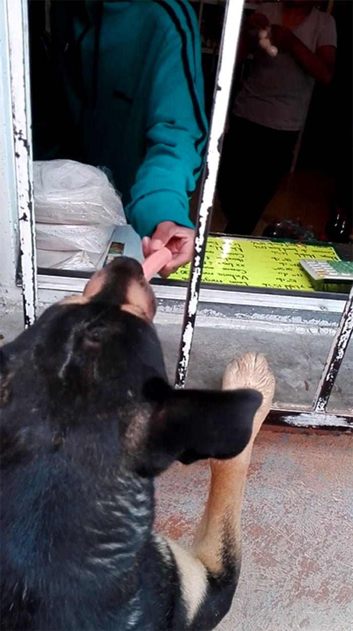 Perro compra en la tienda
