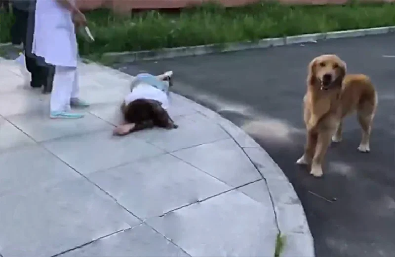 Perro cuida de su mamá