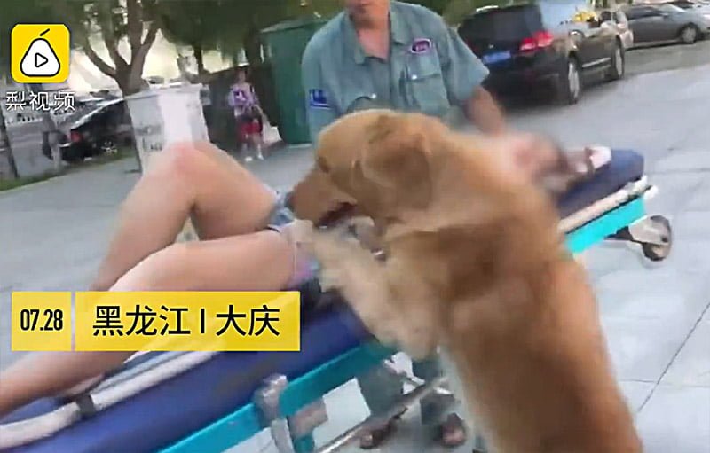 Perro cuidando de su mamá