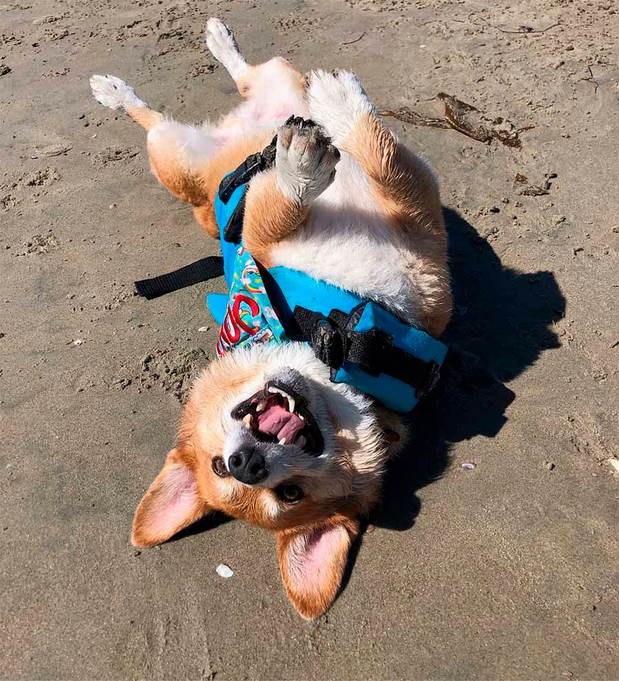 Perro feliz en la playa