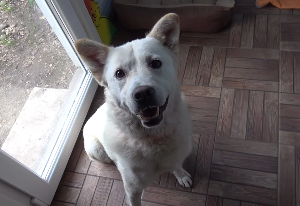 Perro feliz Perro feliz