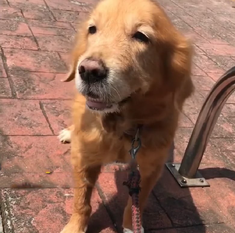 Perro leal