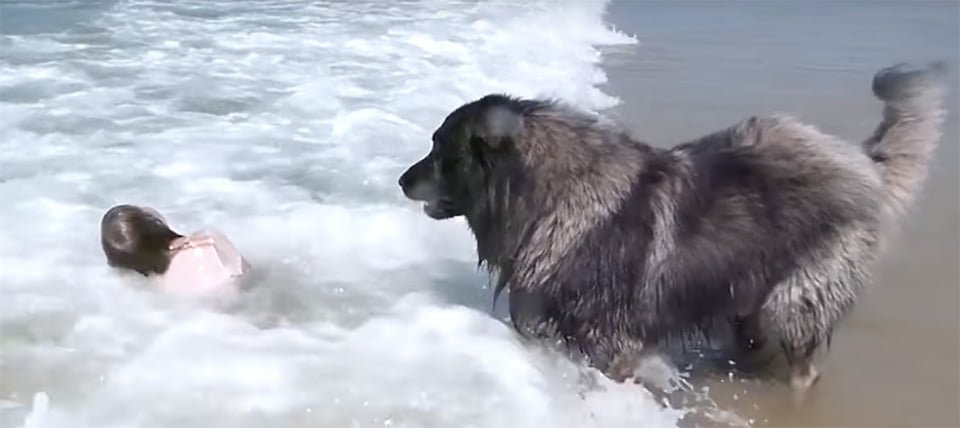 Perro rescata a niña en el mar al pensar que es arrastrada