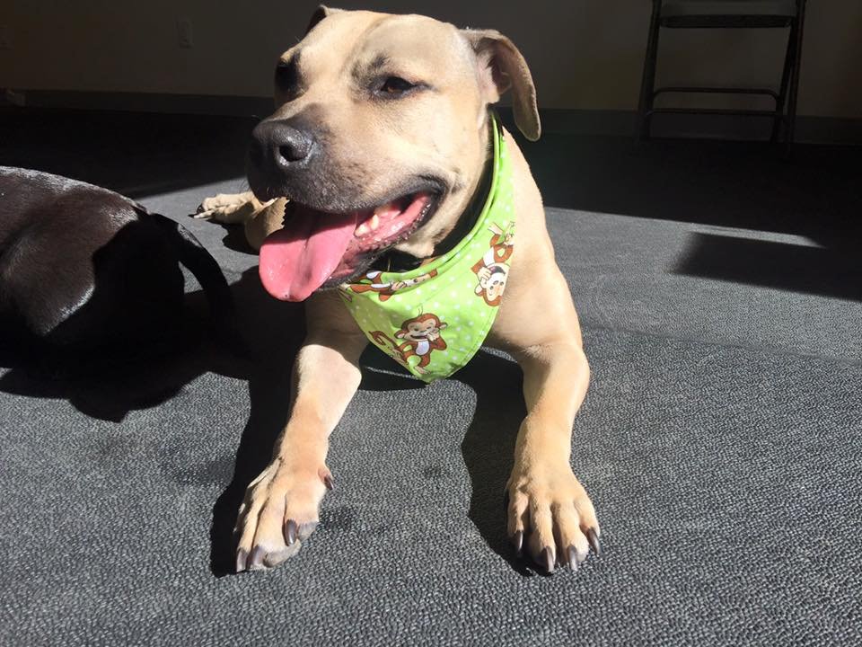 Perro rescatado de las peleas