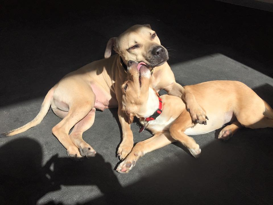 Perro rescatado de peleas
