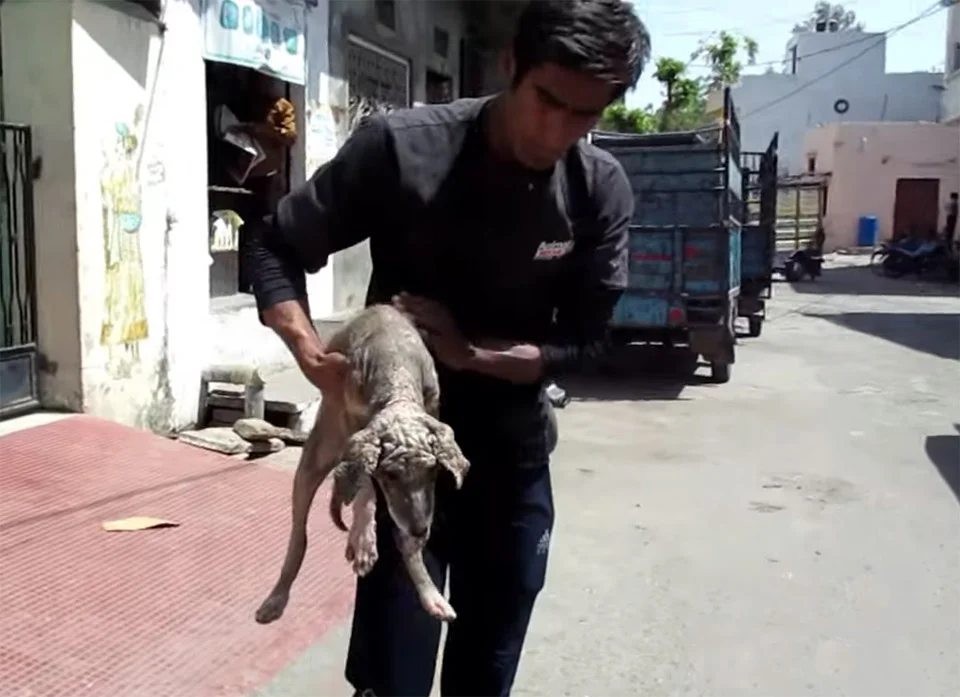 Perro rescatado en la India