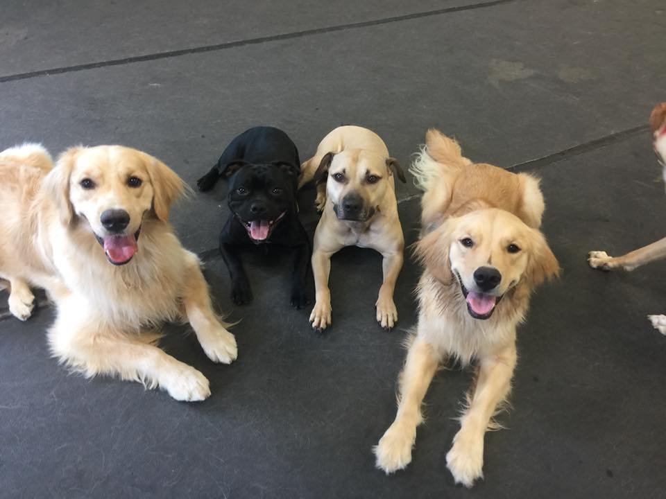Perro rescatado es adoptado