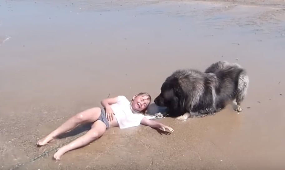 Perro salva niña