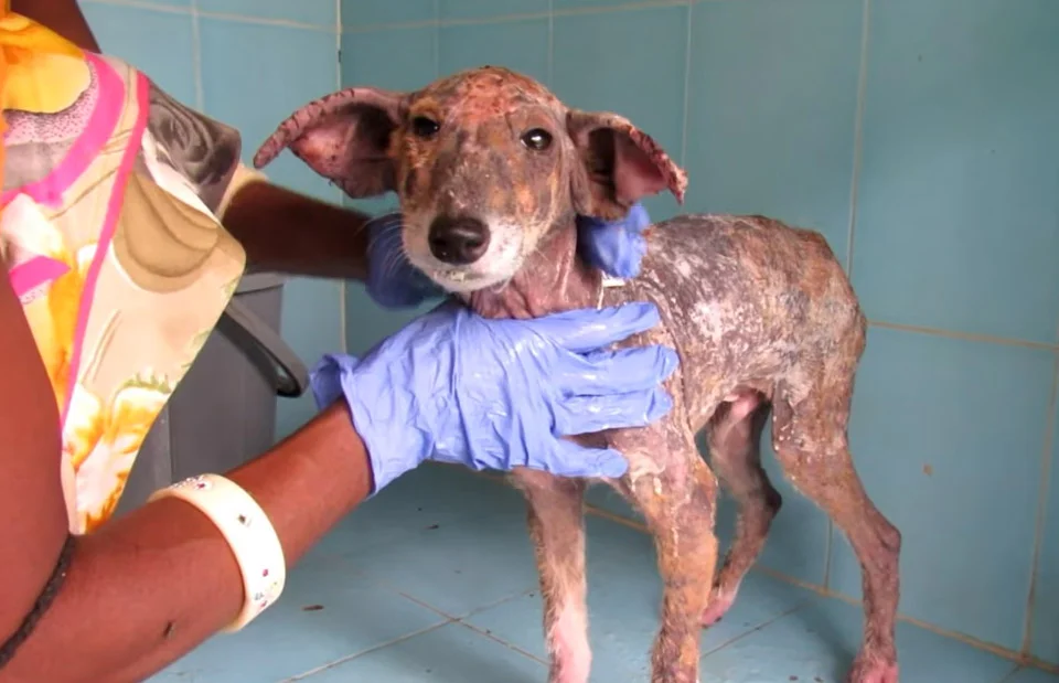 Perro sin pelo al que nadie quería es rescatado