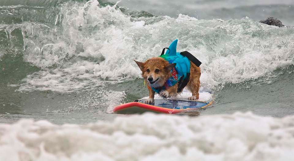Perro surfea como terapia después de un terrible ataque