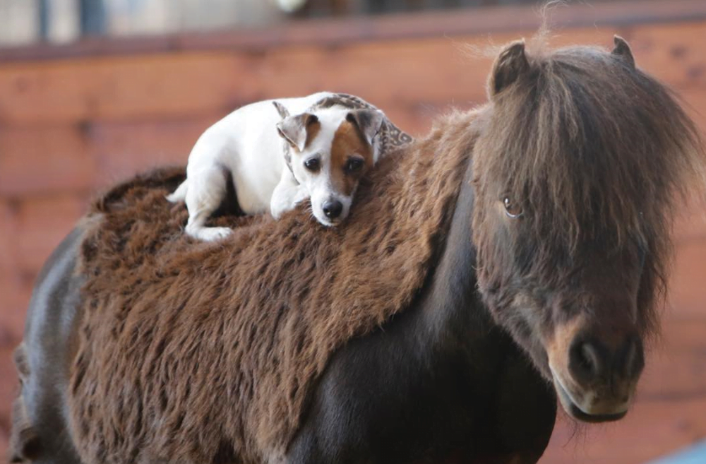 Perro y caballo