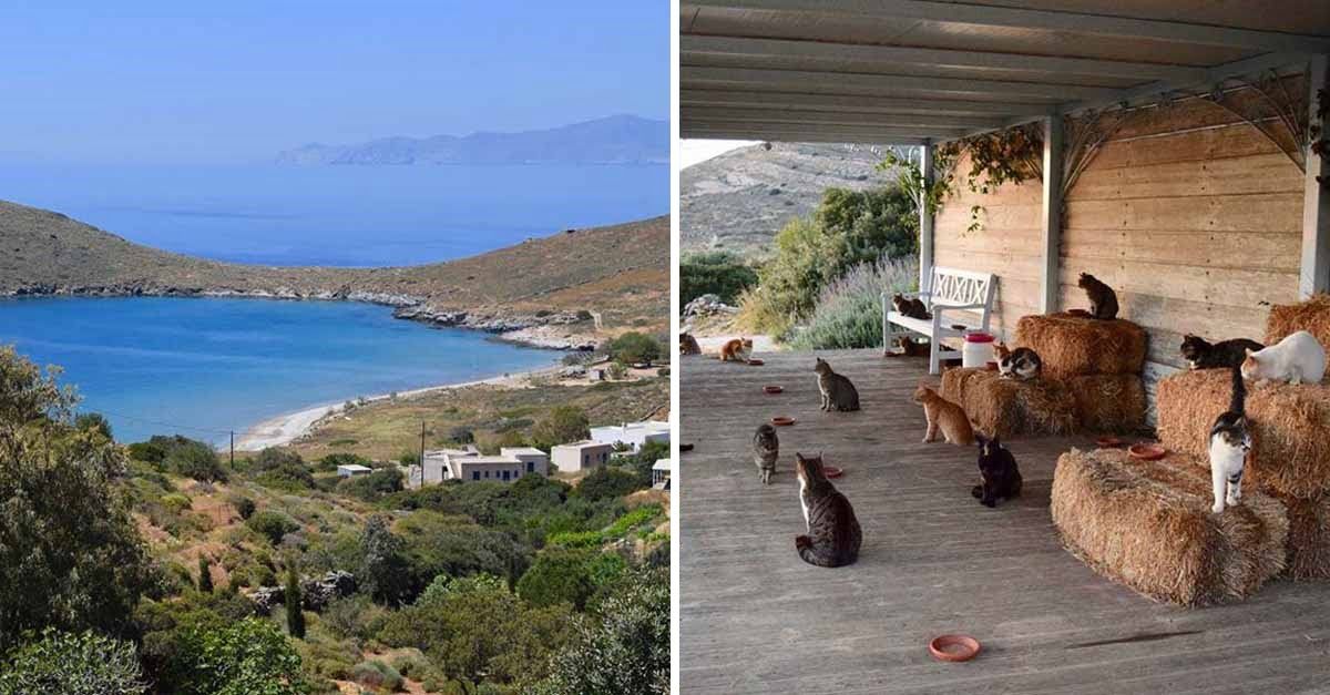 Santuario felino busca a un cuidador para que viva en una isla griega con 55 gatos