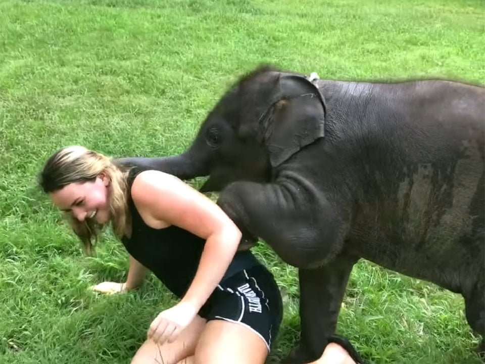 Suki