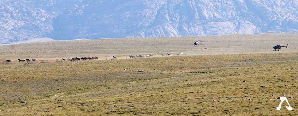 Caballos salvajes Tierras públicas