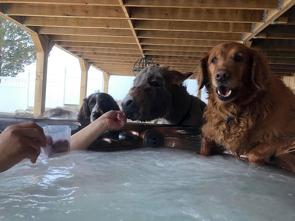 Tim y sus hermanos perros