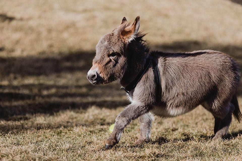 Tiny Tim