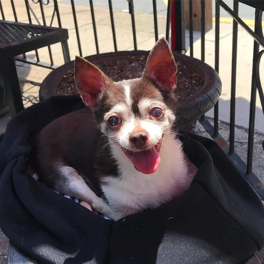 Tito Tito el chihuahua