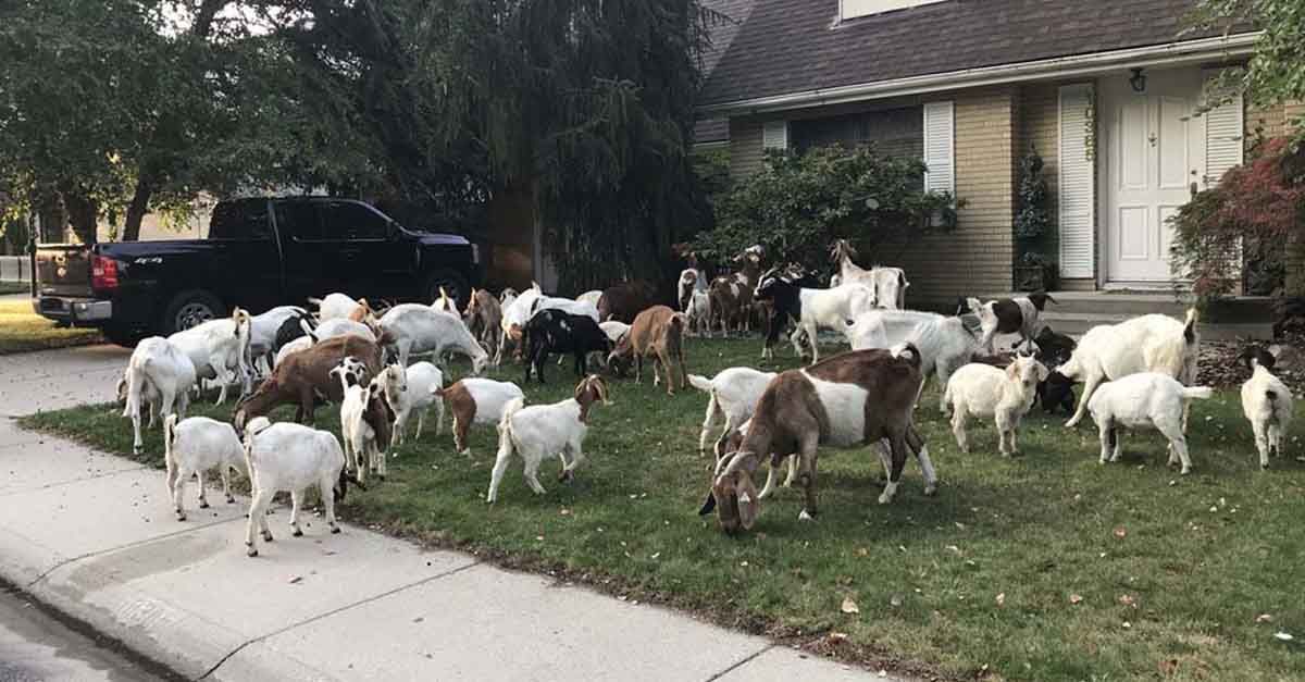 Un rebaño de cabras hambientas invadió un barrio de Boise, Idaho