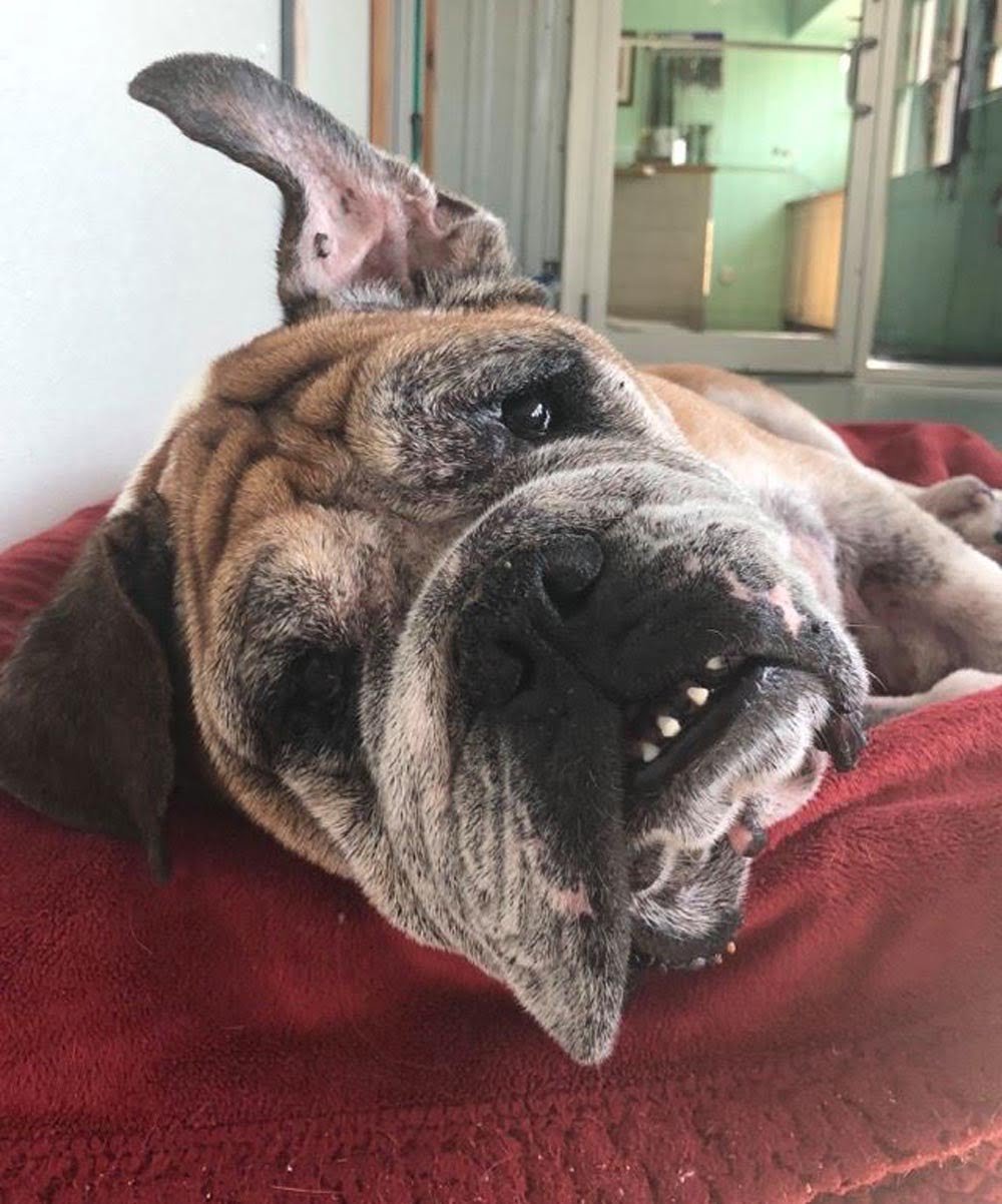 William Katz William el bulldog