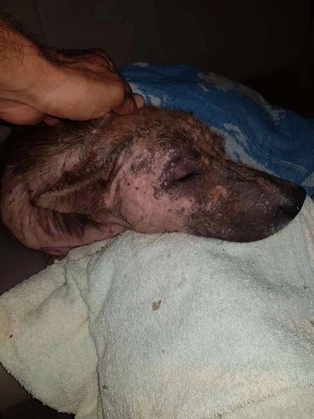 Perro que tenía miedo de ser tocado no quiere alejarse ahora de su rescatista 7 Aka