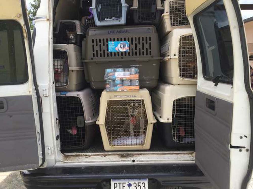 Van que transportaba a mas de 50 animales que huían del huracán se averió en el peor momento 1 Animales enjaulados