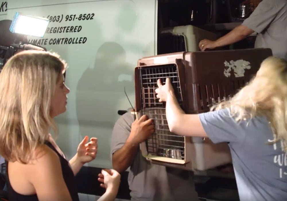 Van que transportaba a mas de 50 animales que huían del huracán se averió en el peor momento 6 Animales evacuados tras huracan